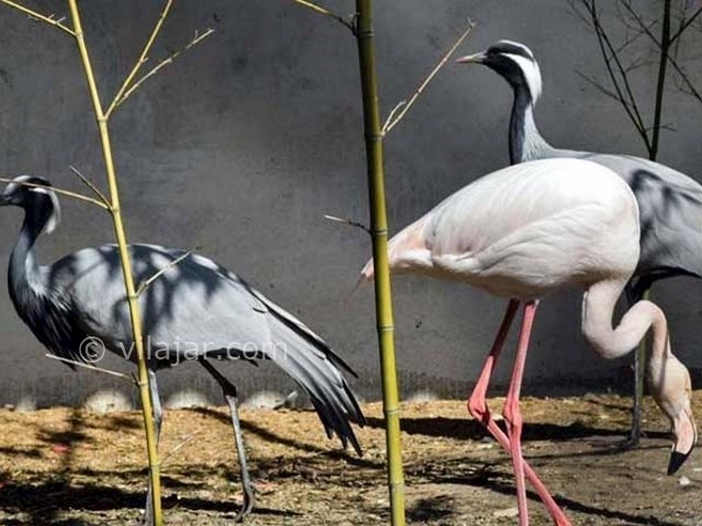 عکس اصلی شماره 2 - باغ پرندگان آستارا
