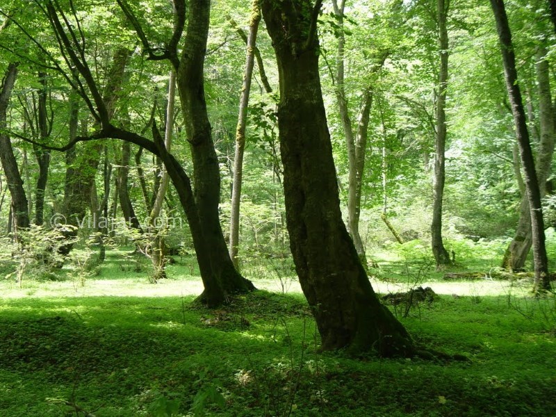 عکس اصلی شماره 1 - پارک جنگلی خانیکان