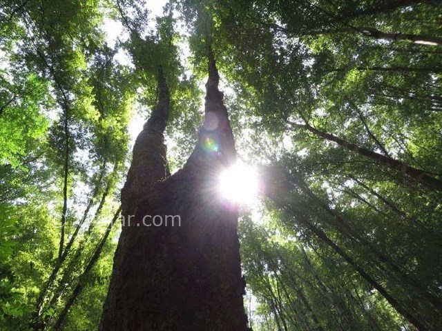 عکس اصلی شماره 1 - جنگل سرپوش تنگه چالوس