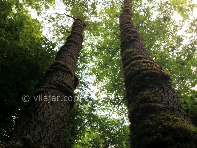 عکس اصلی شماره 2 - جنگل سرپوش تنگه چالوس