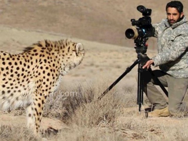 عکس اصلی شماره 1 - یوزپلنگ ایرانی