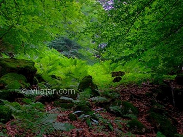 عکس اصلی شماره 2 - جنگل هلی دار در سوادکوه