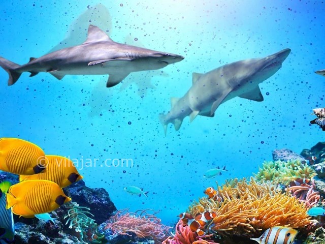 عکس شماره 5 - آکواریوم اصفهان