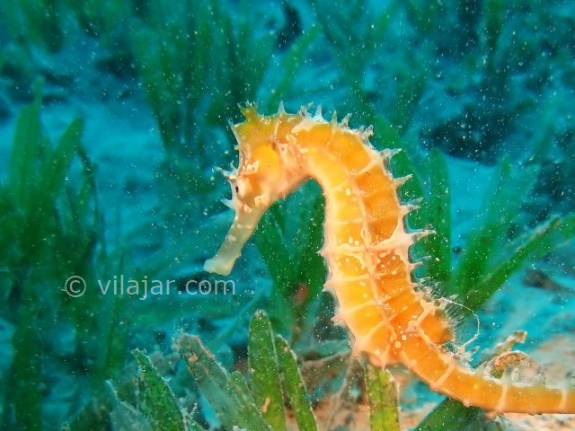 عکس شماره 8 - آکواریوم اصفهان