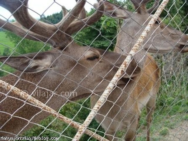 عکس شماره 5 - پارک جنگلی سیاهداران تالش