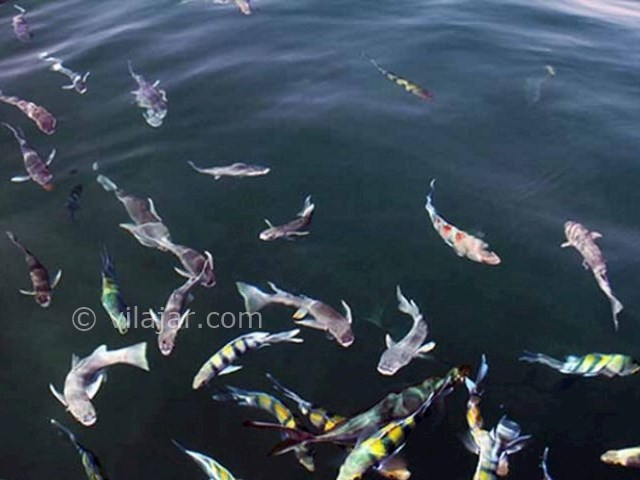 عکس شماره 5 - ساحل نقره فام جزیره هنگام