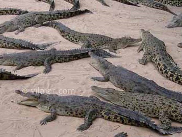 عکس شماره 6 - ساحل نقره فام جزیره هنگام