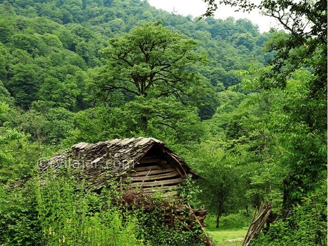عکس شماره 5 - روستا و پارک جنگلی بابلکنار
