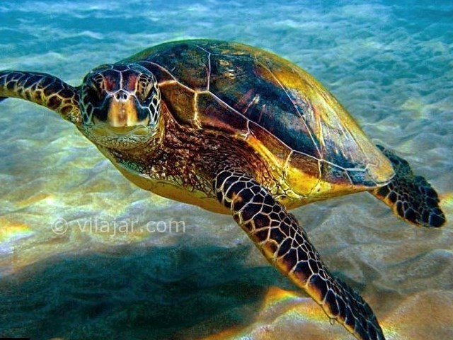 عکس شماره 3 - جزیره شیدور یا جزیره شتور