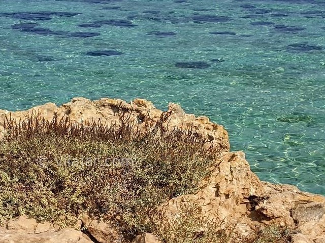 عکس شماره 4 - جزیره شیدور یا جزیره شتور