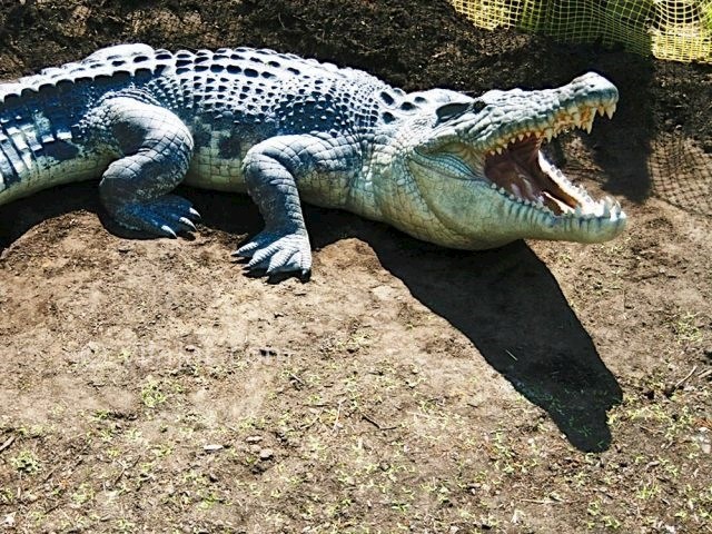 عکس شماره 3 - پارک کروکودیل نوپک قشم
