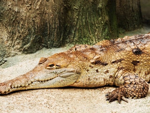 عکس شماره 4 - پارک کروکودیل نوپک قشم