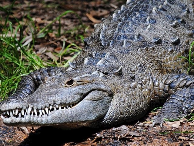 عکس شماره 5 - پارک کروکودیل نوپک قشم