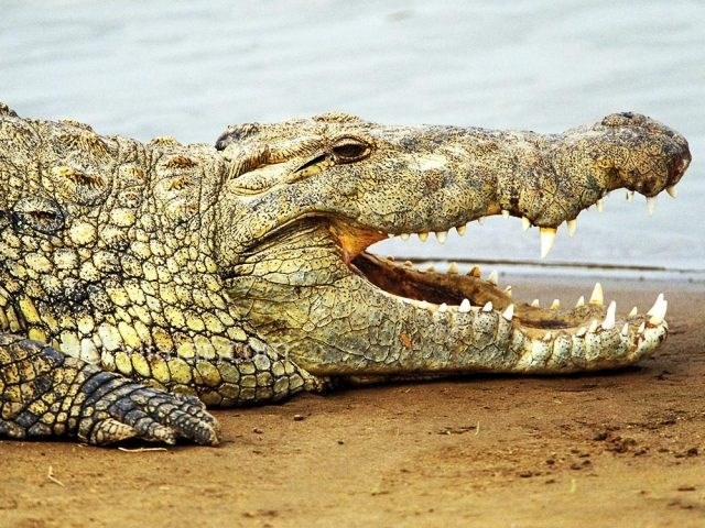 عکس شماره 6 - پارک کروکودیل نوپک قشم