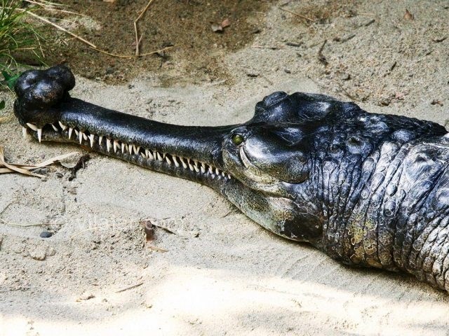 عکس شماره 7 - پارک کروکودیل نوپک قشم