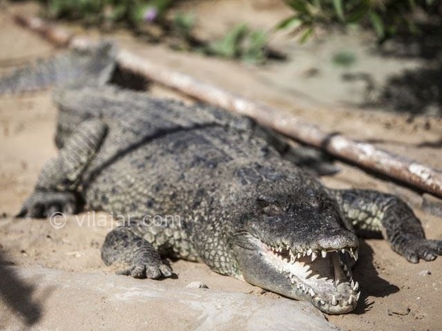 عکس شماره 8 - پارک کروکودیل نوپک قشم