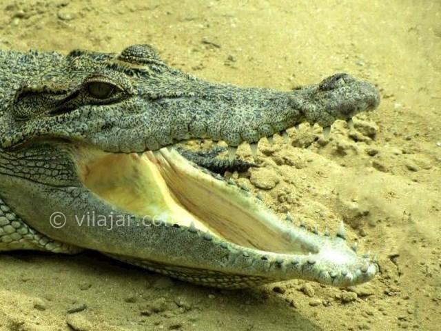 عکس شماره 9 - پارک کروکودیل نوپک قشم