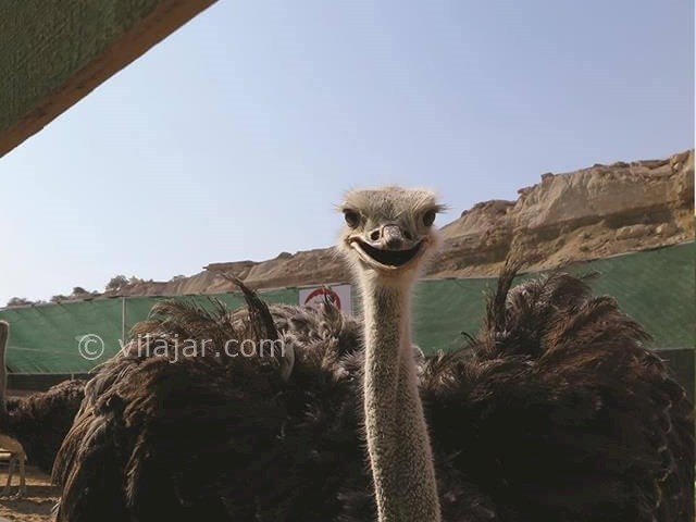 عکس شماره 10 - پارک کروکودیل نوپک قشم