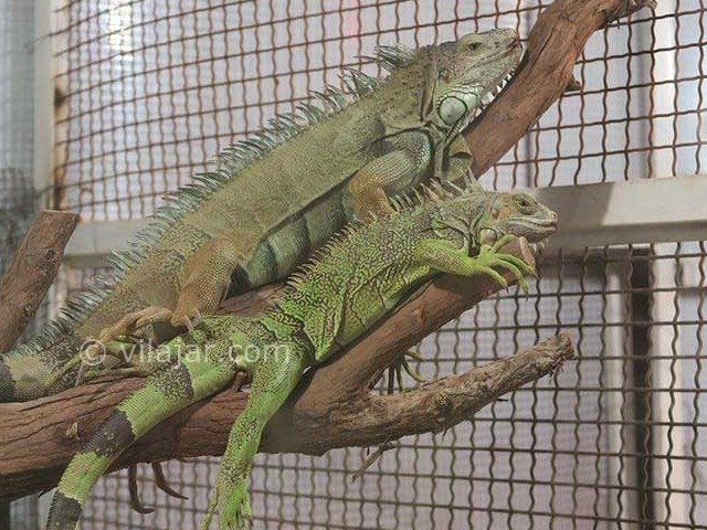 عکس شماره 12 - پارک کروکودیل نوپک قشم