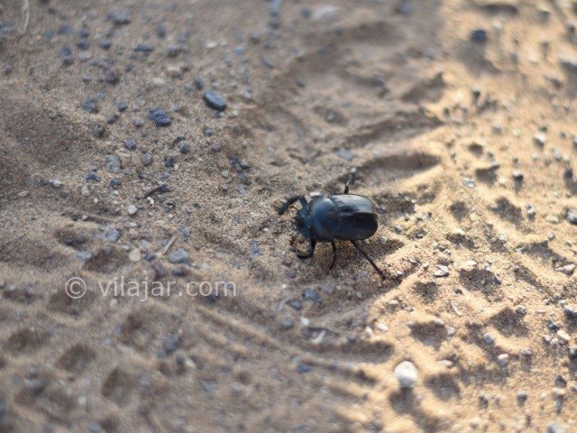 عکس شماره 15 - کویر ابوزید آباد