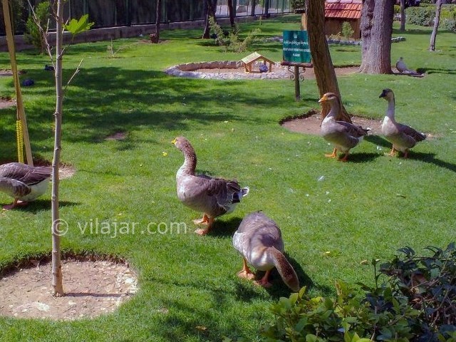 عکس شماره 3 - باغ پرندگان اصفهان