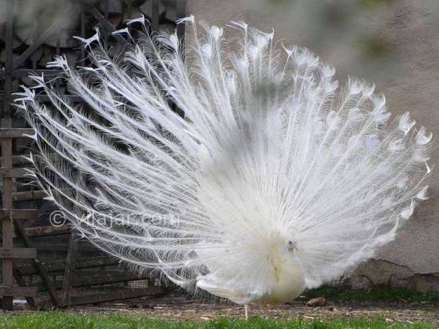 عکس شماره 6 - باغ پرندگان اصفهان