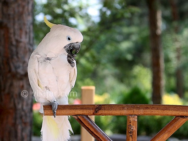 عکس شماره 8 - باغ پرندگان اصفهان