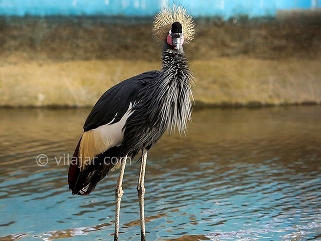 عکس شماره 10 - باغ پرندگان اصفهان