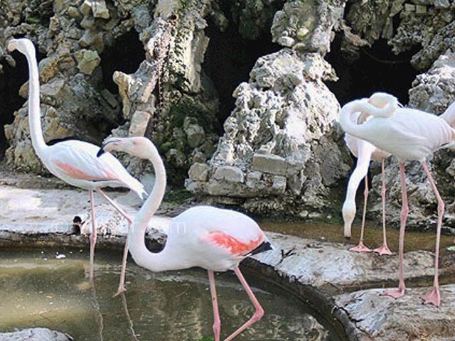 عکس شماره 13 - باغ پرندگان اصفهان