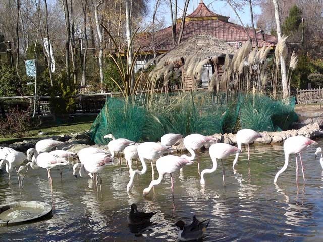 عکس شماره 15 - باغ پرندگان اصفهان