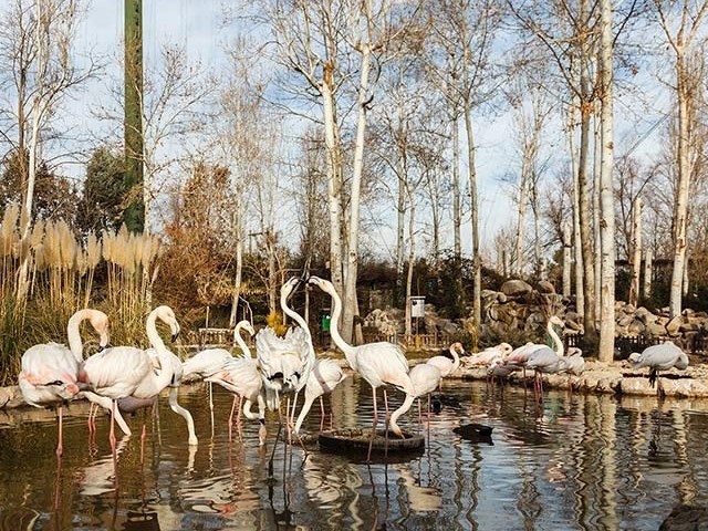 عکس شماره 16 - باغ پرندگان اصفهان