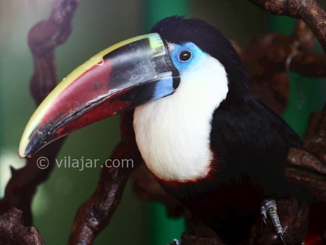 عکس شماره 18 - باغ پرندگان اصفهان