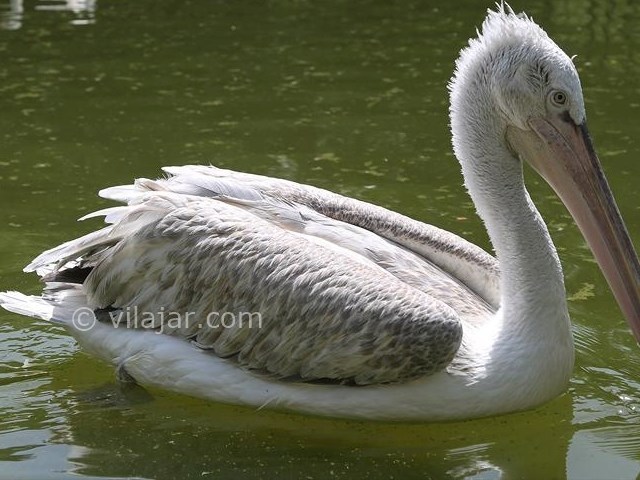 عکس شماره 19 - باغ پرندگان اصفهان