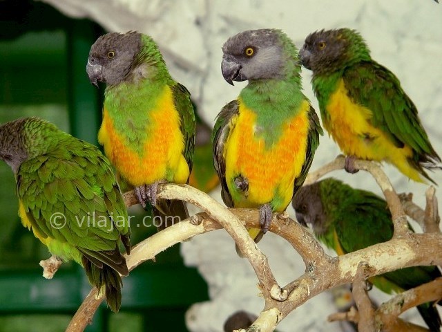 عکس شماره 21 - باغ پرندگان اصفهان