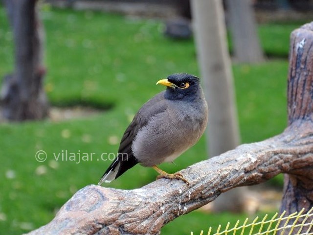 عکس شماره 22 - باغ پرندگان اصفهان