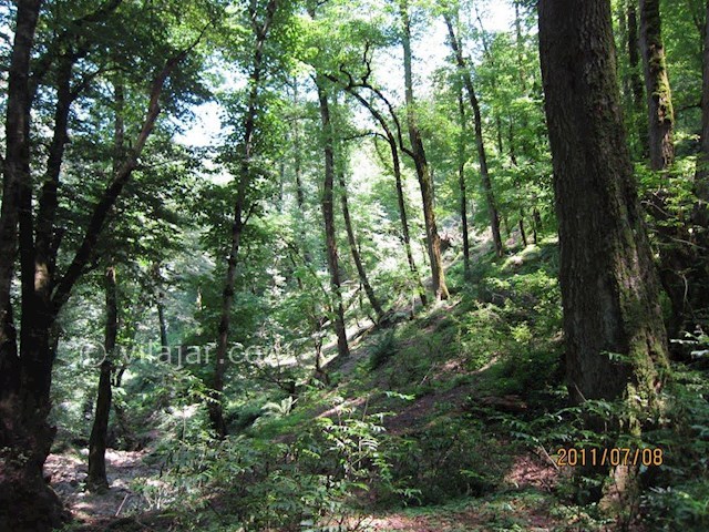 عکس شماره 5 - آبشار لونک سیاهکل