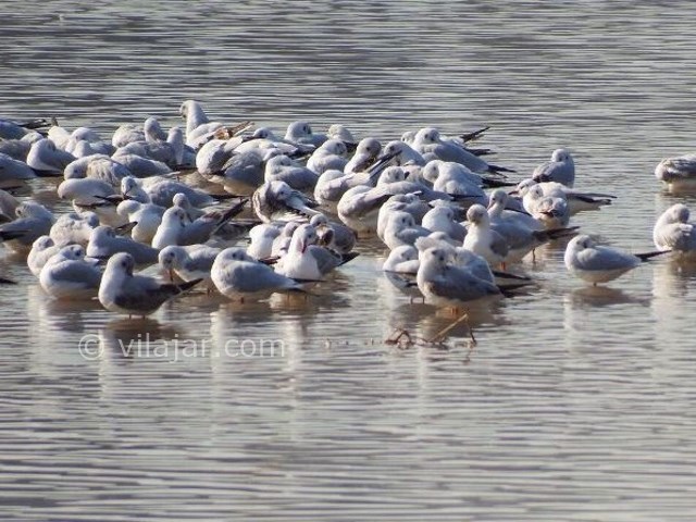 عکس شماره 4 - تالاب گاوخونی