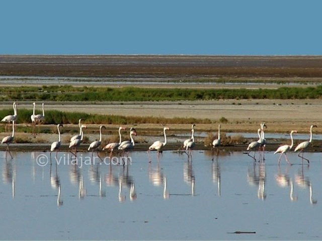 عکس شماره 5 - تالاب گاوخونی