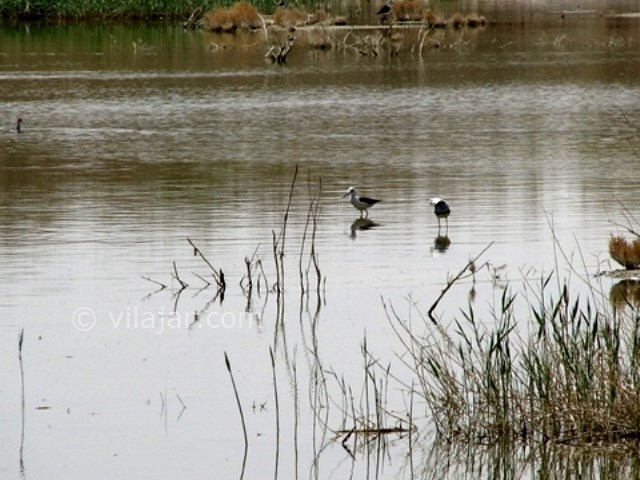عکس شماره 8 - تالاب گاوخونی