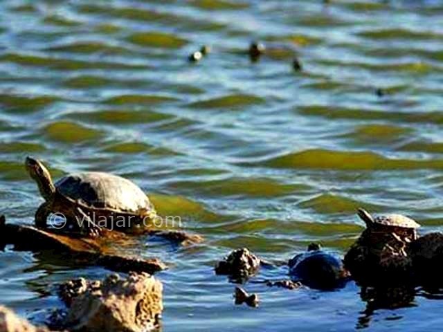 عکس شماره 9 - تالاب گاوخونی