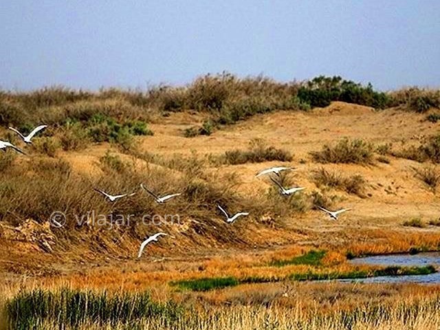 عکس شماره 10 - تالاب گاوخونی