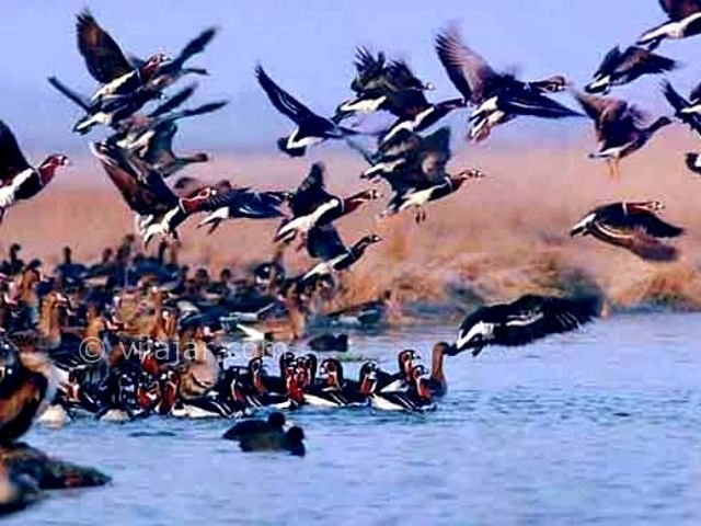 عکس شماره 11 - تالاب گاوخونی