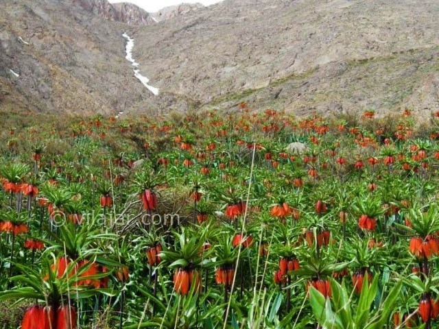 عکس شماره 3 - منطقه گردشگری گلستانکوه