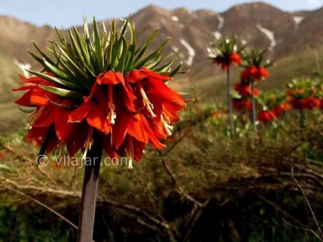 عکس شماره 4 - منطقه گردشگری گلستانکوه