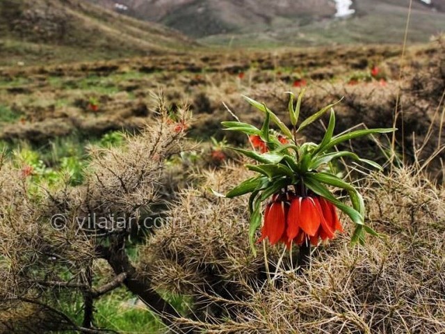 عکس شماره 5 - منطقه گردشگری گلستانکوه