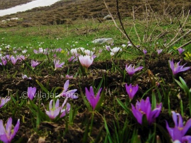 عکس شماره 9 - منطقه گردشگری گلستانکوه