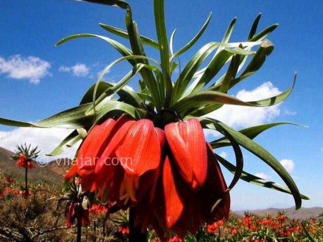 عکس شماره 12 - منطقه گردشگری گلستانکوه