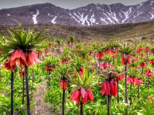 عکس شماره 13 - منطقه گردشگری گلستانکوه