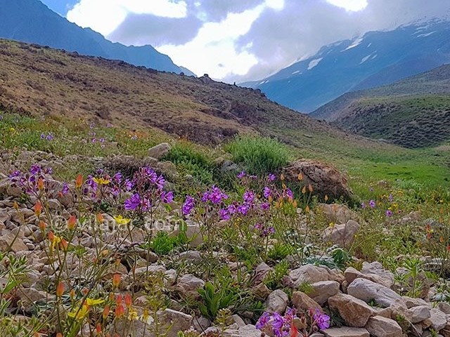 عکس شماره 5 - دشت آزو