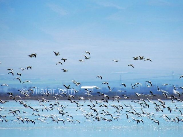 عکس شماره 6 - تالاب چغاخور بروجن